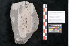 Foto (Objekt + Etikett) von Equisetum ungeri Ettingshausen (NHMW-GEO-2024-0188-10618)